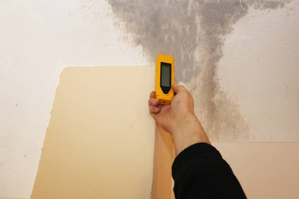 Best Water Damage & Mold Remediation  in Hawkins, TX