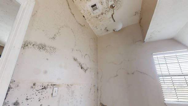Best Airborne Mold Testing  in Hawkins, TX