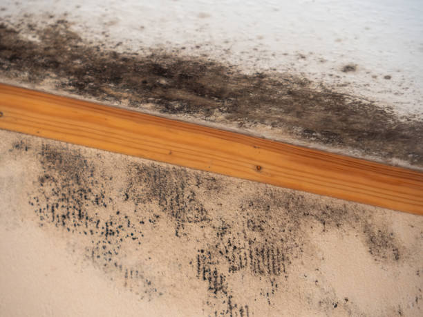 Dehumidification Services in Hawkins, TX