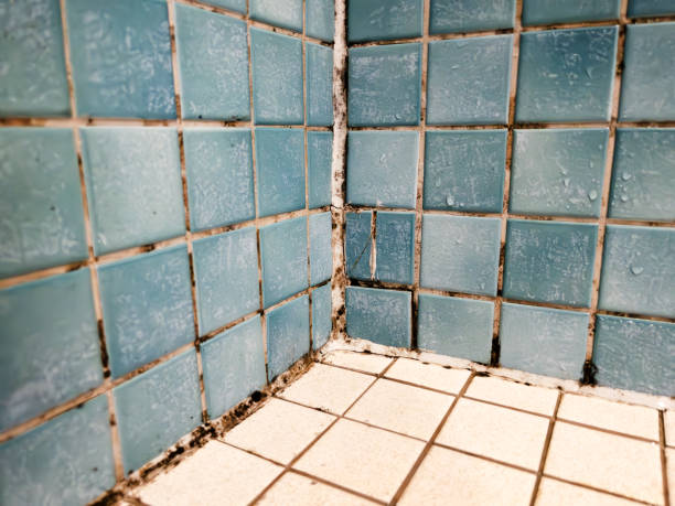 Best Industrial Mold Remediation  in Hawkins, TX