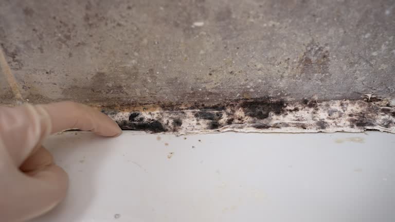 Best Forensic Mold Investigation  in Hawkins, TX