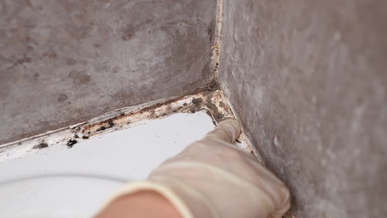 Mold Odor Removal Services in Hawkins, TX
