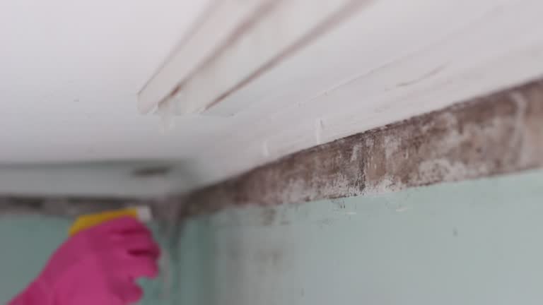 Best Dehumidification Services  in Hawkins, TX
